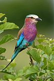 Lilac-breasted Roller